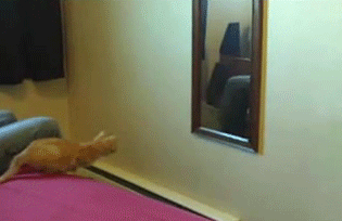 ac006c36664fa3b4a47712afcc4.gif