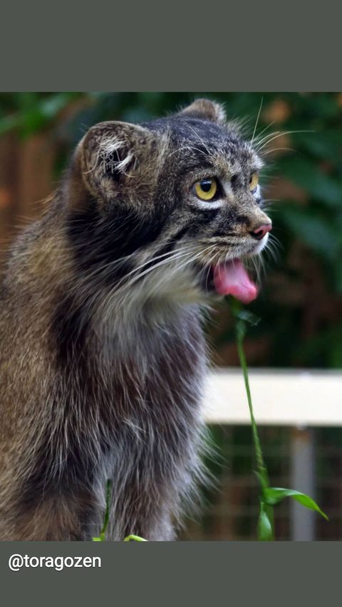 manul-09112022-0001.jpg