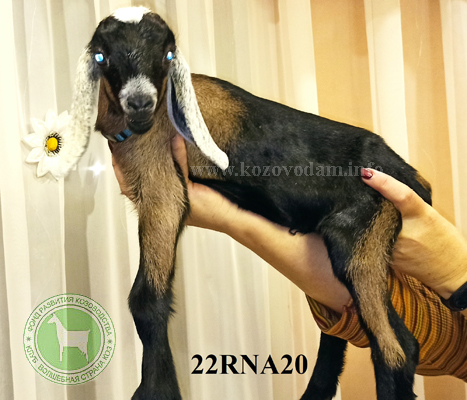 Козлик NM22000939 2 Нелина.jpg