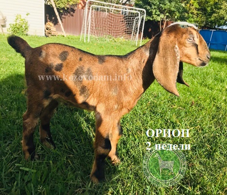 Орион 1 Участник.jpg