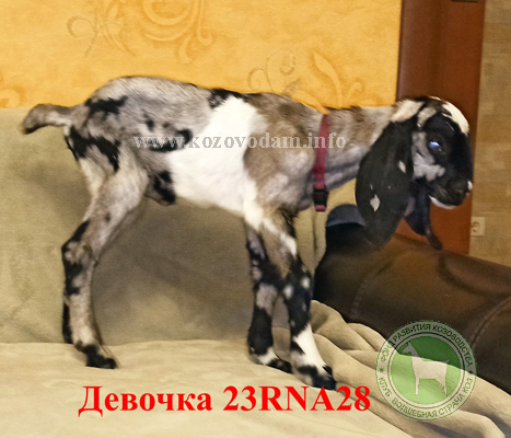 Козочка NF23001001D 1 Нелина.jpg