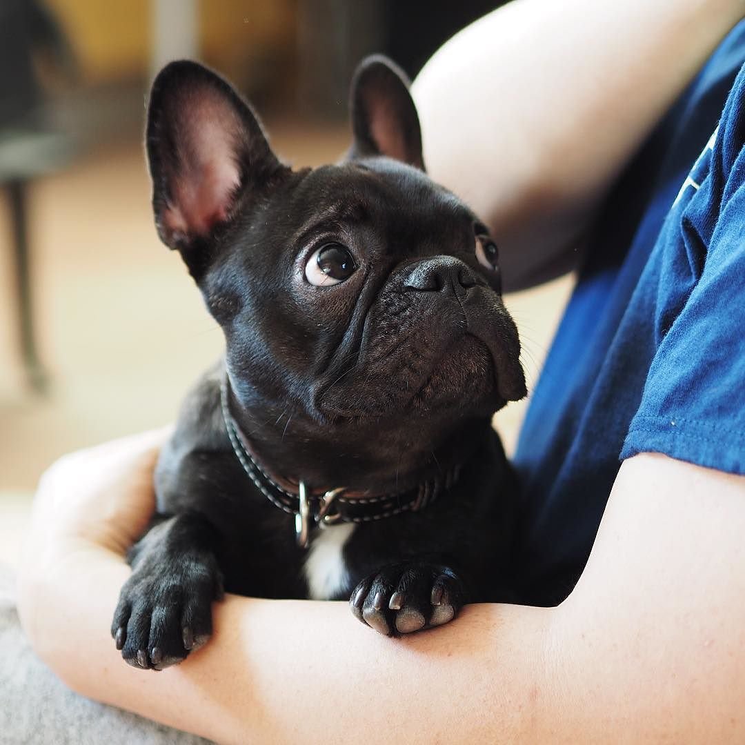 Французский бульдог черный щенок фото