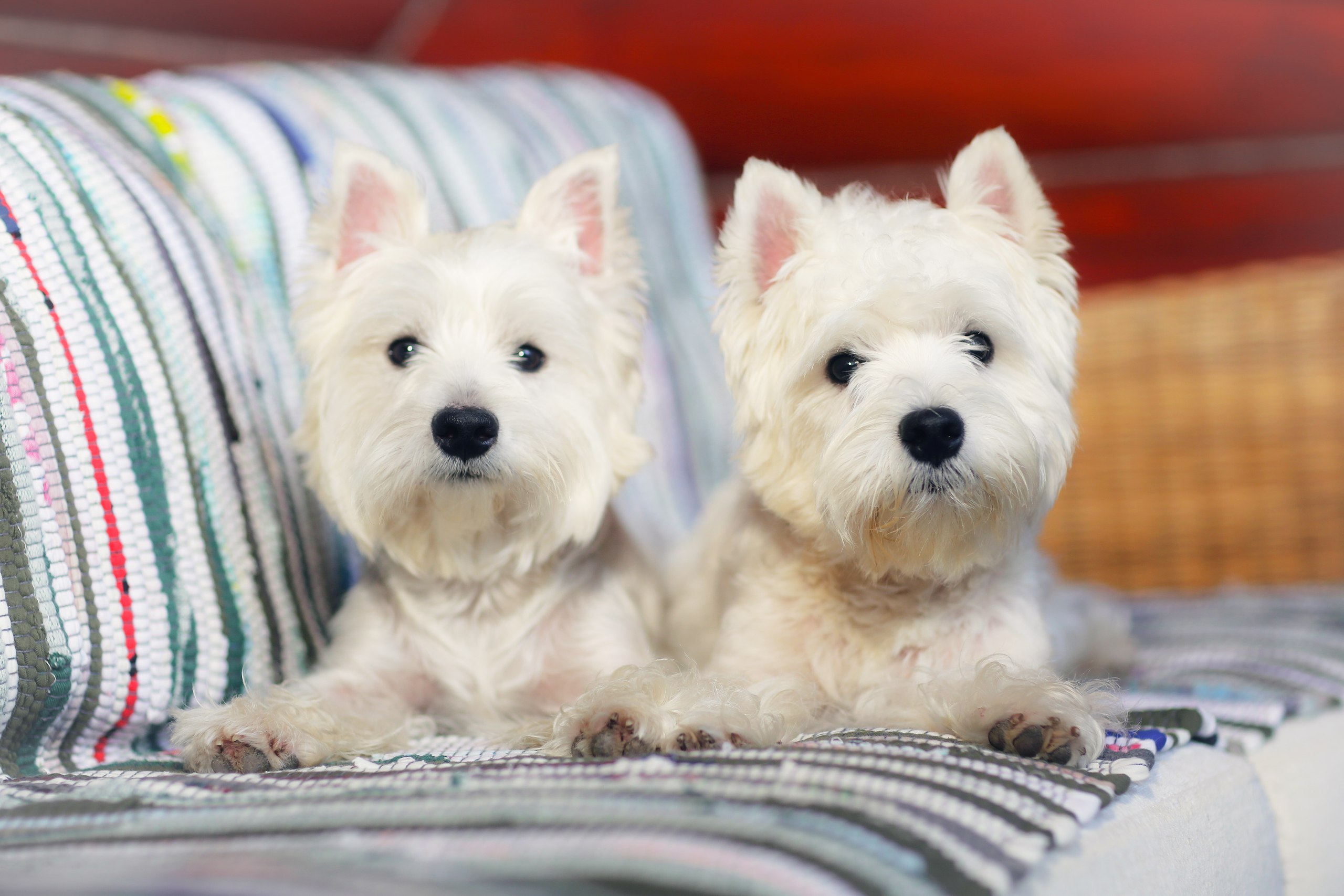 Щенки West Highland White Terrier