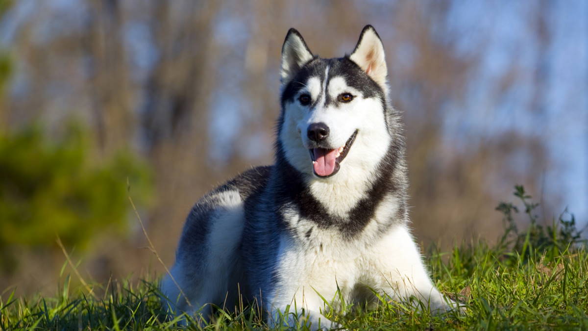 Сибирский хаски породы собак