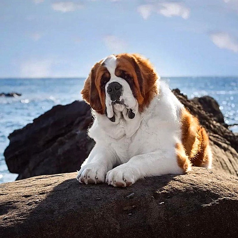 Фото сенбернара собака