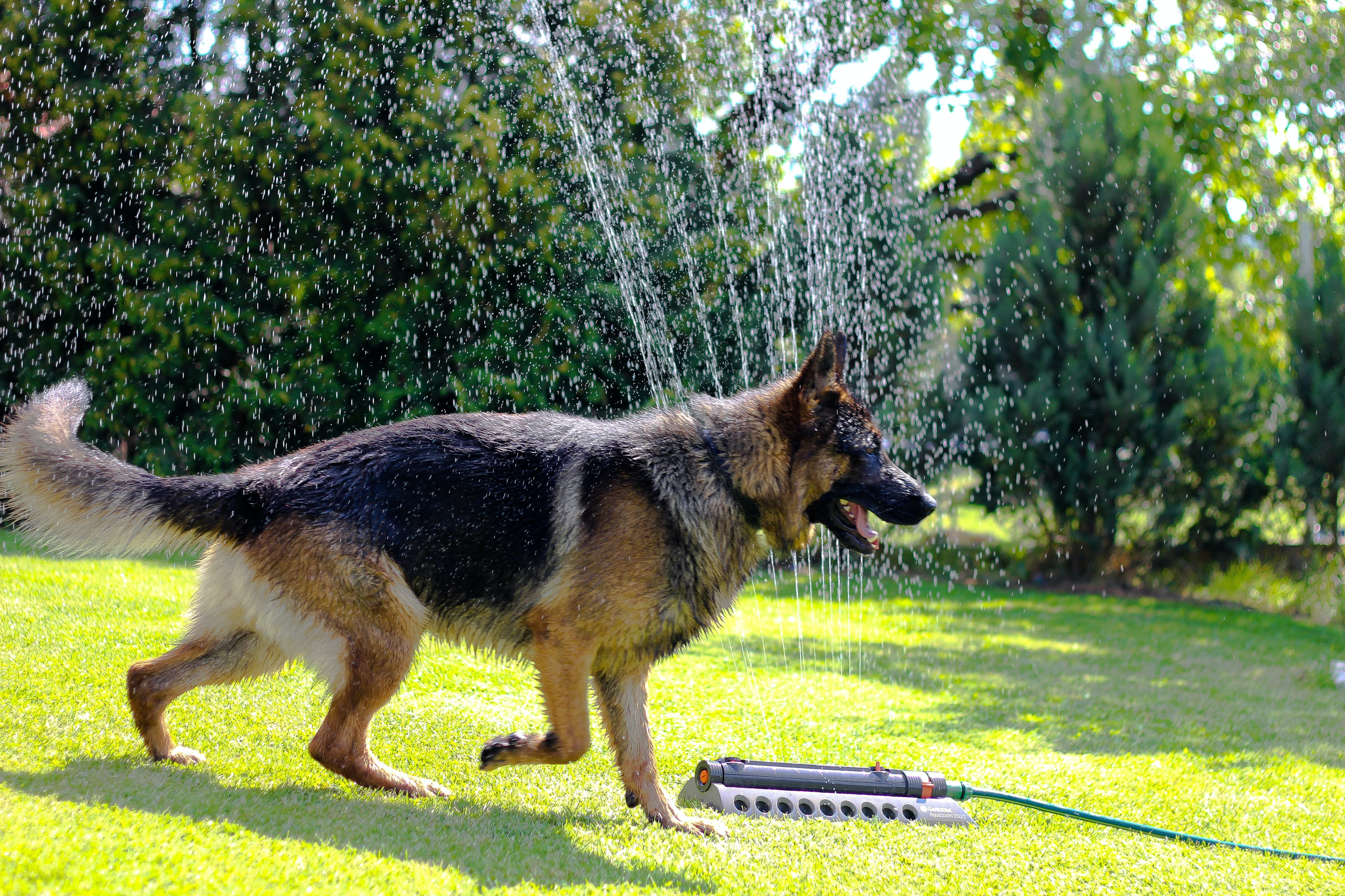 немецкая овчарка фото взрослой собаки