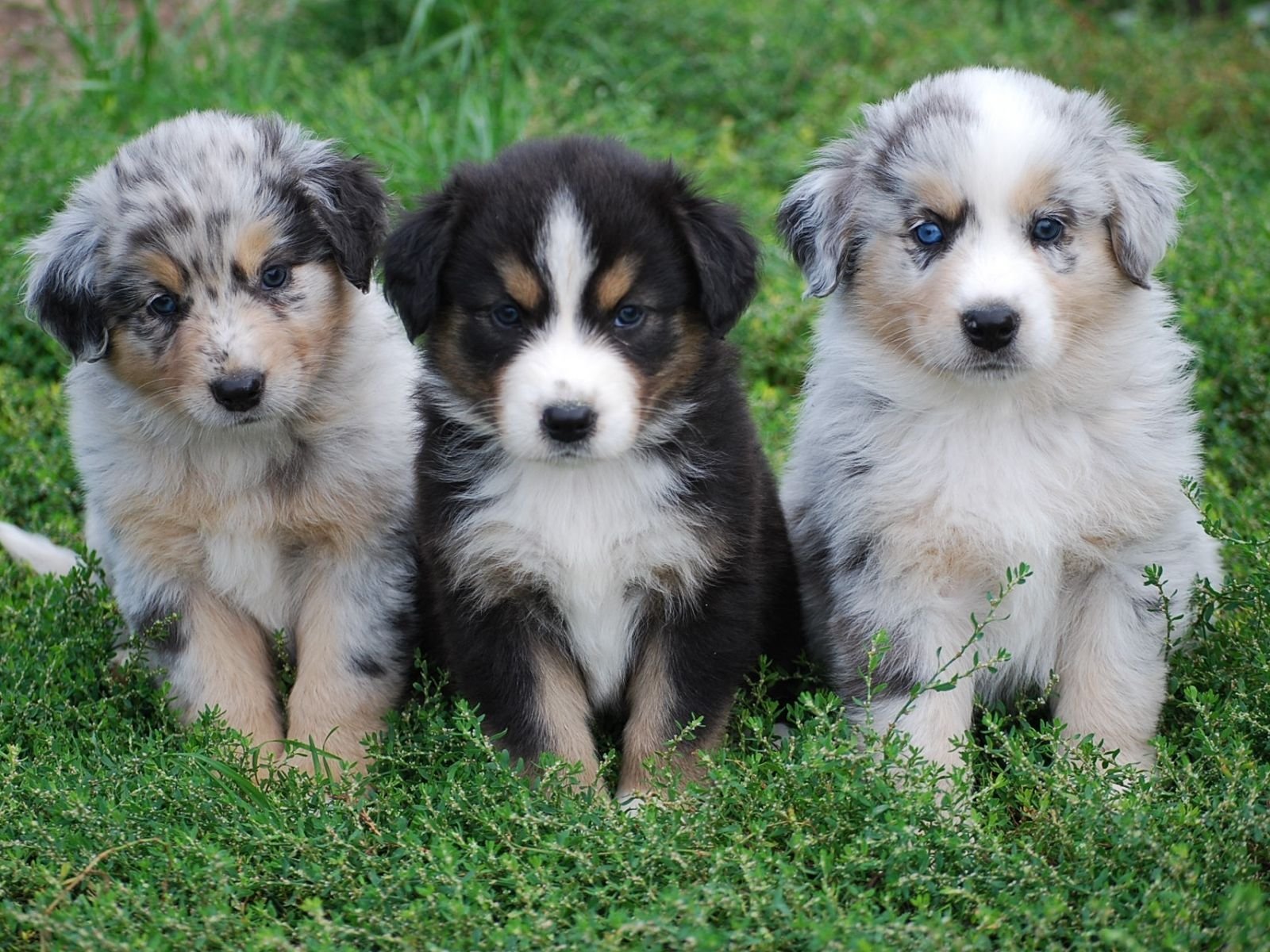 фото щенков разных пород собак с названиями