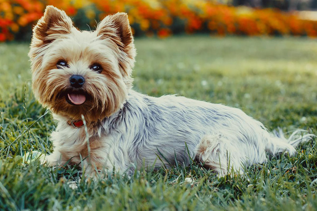 Cuanto cuesta un yorkshire terrier en españa