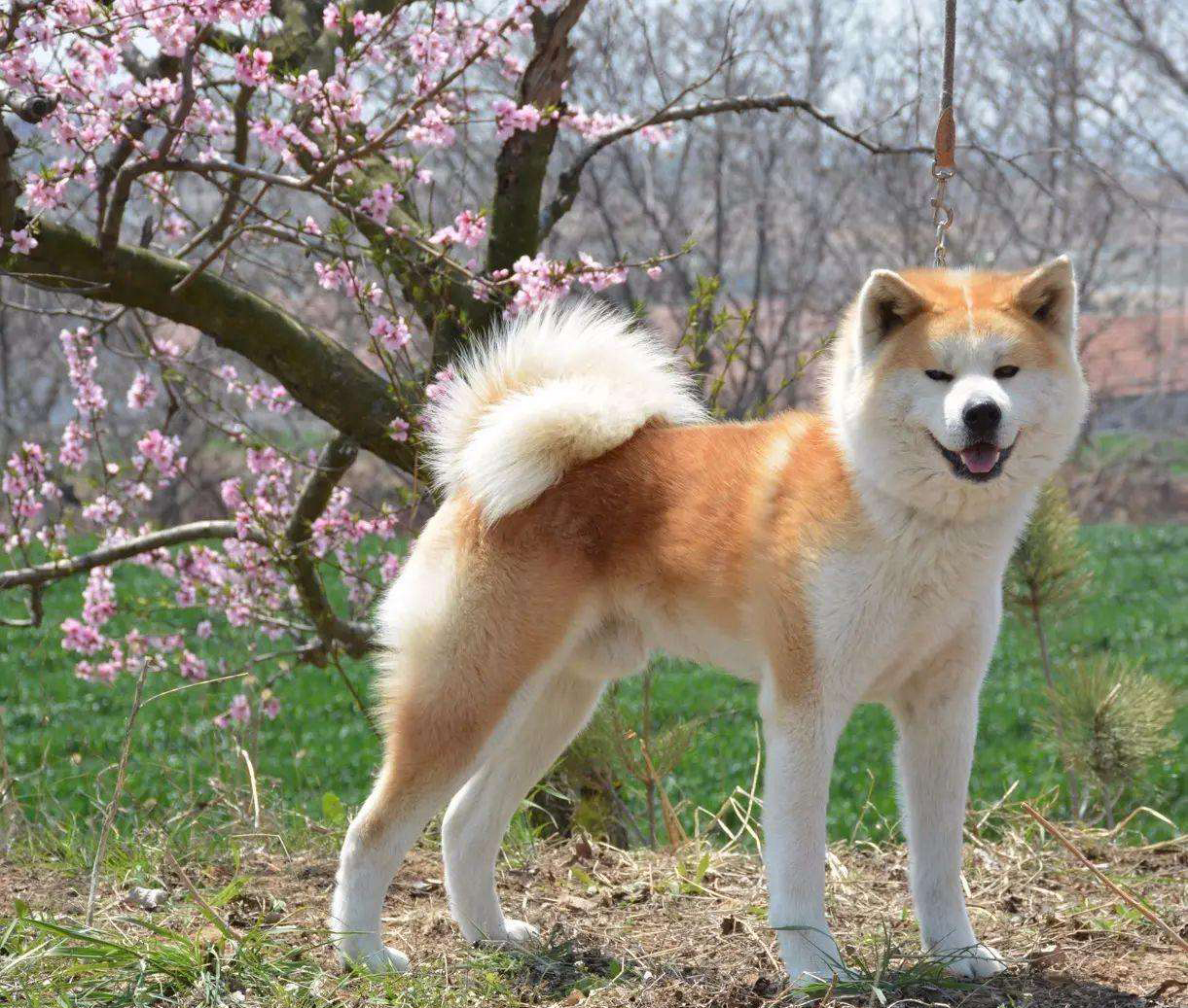 Японские породы собак с фотографиями и названиями маленькие