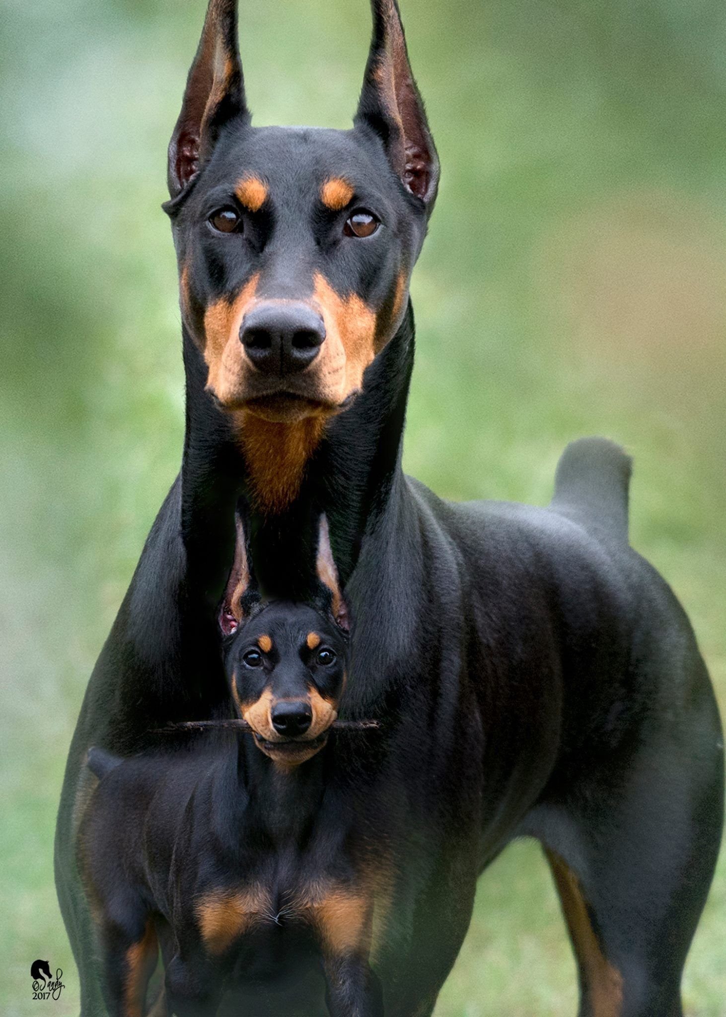 фото породы собак красивых в мире