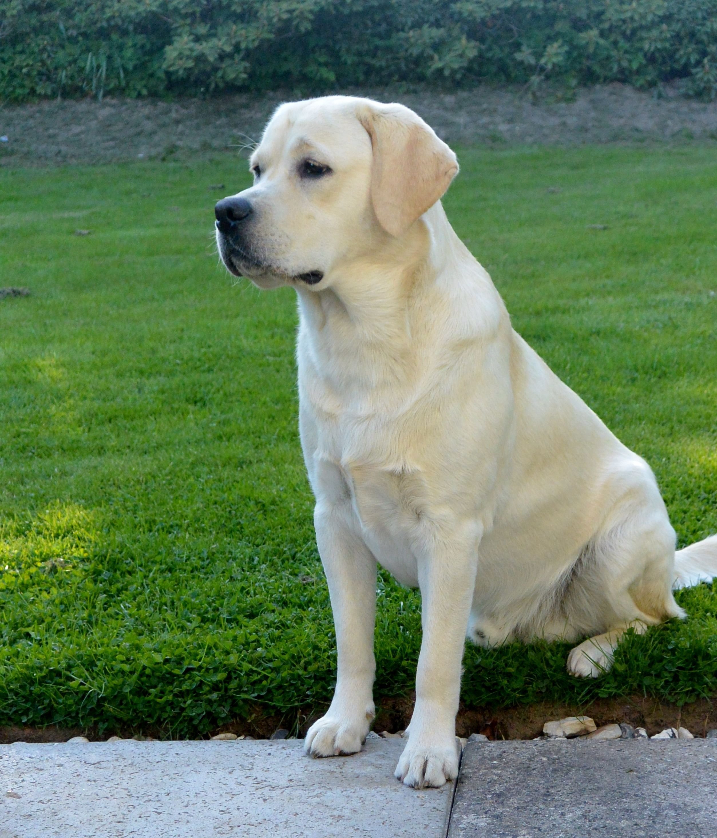 породы собак лабрадор с фото