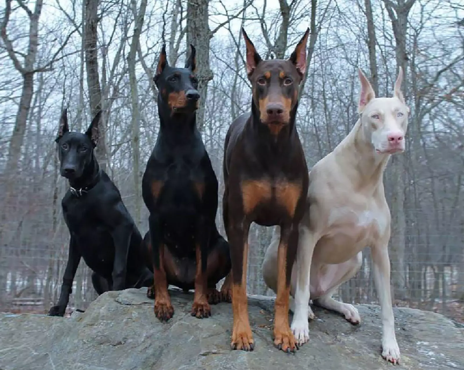 собаки со стоячими ушами фото