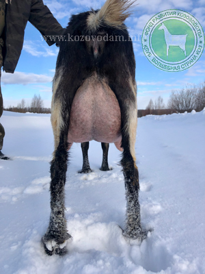 Корсика 2 Козий Яр.jpg
