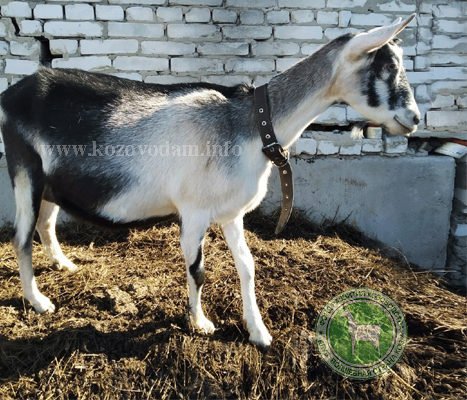 Василиса 3 liliadolin.jpg
