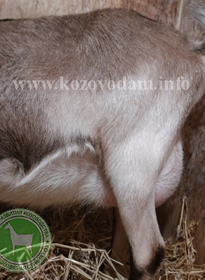 Карина 3 Света.jpg