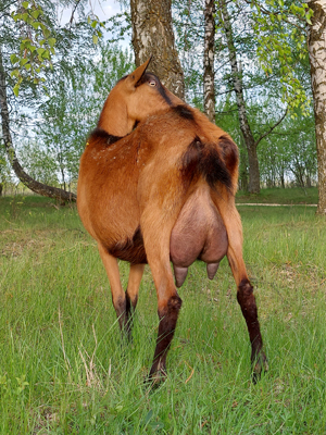 Марусино лукошко 5.jpg