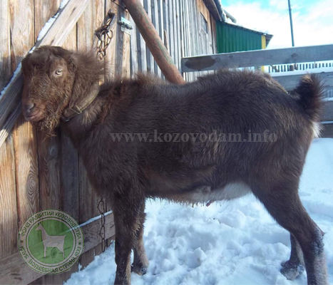 Маркиз 1 MoyaLamancha.jpg