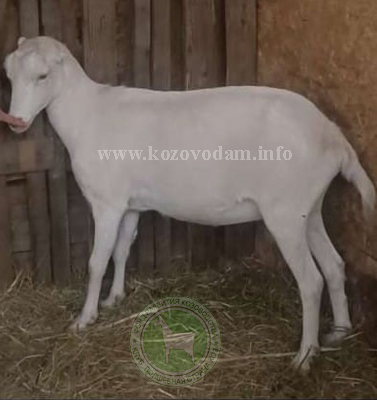 Ада ЛПХ Cheese  house.jpg