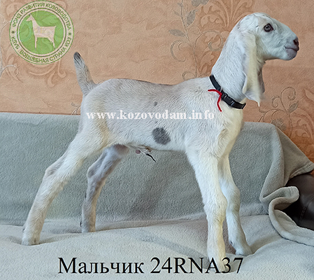 Козлик 24001081 1 Нелина.JPG