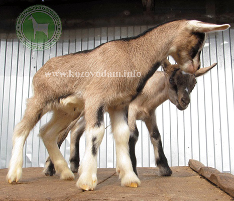 Никонор 1 liliadolin.jpg