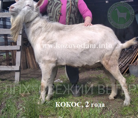 Кокос 3 Симанская Ольга..jpg