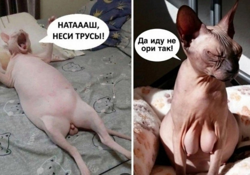 изображение_2024-07-21_170506362.png