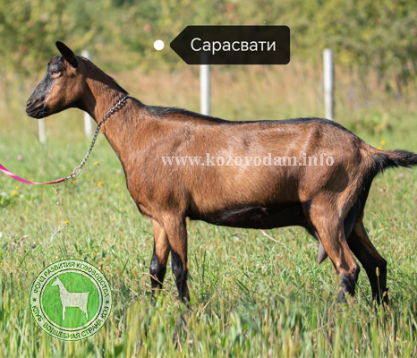 Сарасвати 2 Karagodina Anastasia.jpg