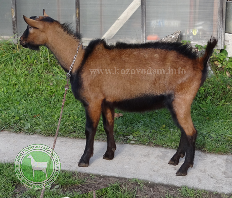 Коршек 2 ЛПХ Смирновских.JPG