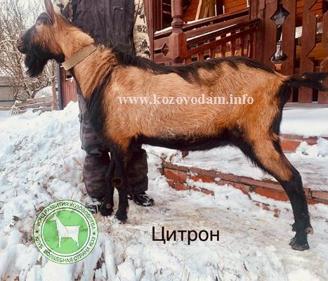 Цитрон 2 Светлана Владиславовна.jpg