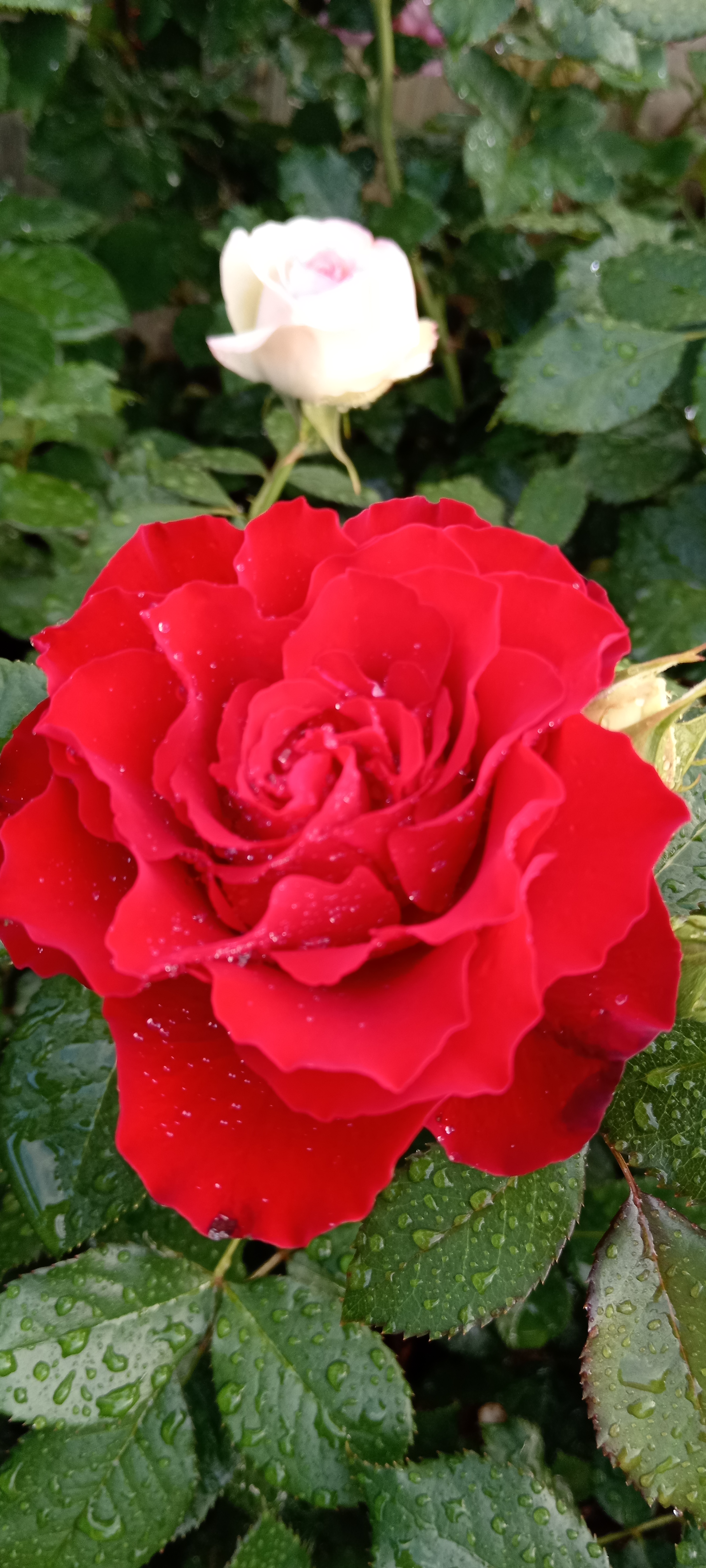 https://i3.imageban.ru/out/2025/06/14/036421ec3b78b8e3d64ee0175f1181a1.jpg