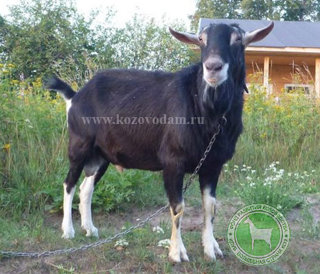 Лукас 1 козомама.jpg