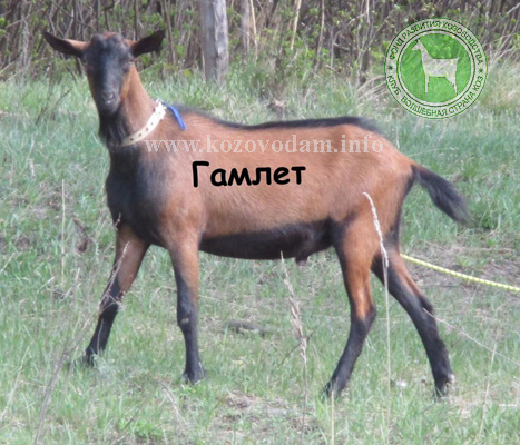 Гамлет 1 Елена Пчелка.jpg