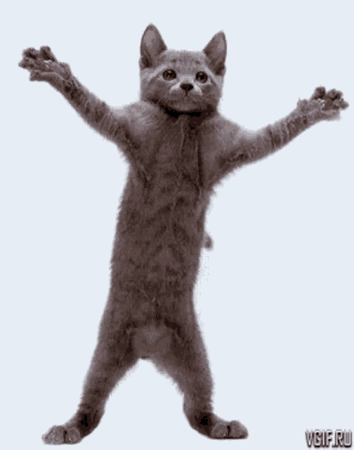 dancing-cat-kitten-dancing-grey-cat.gif