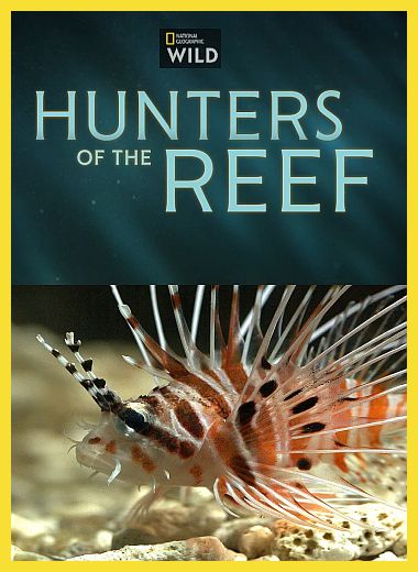 Nat Geo Wild: Охотники кораллового рифа / Hunters of the Reef (2025) HDTVRip 720p | Р1