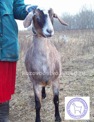 Дося 3 ольга долгова.jpg