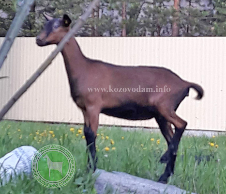 Кесси 3 лпх Дашкино.jpg