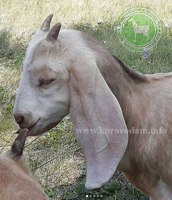 Жанна 2 Kristinarai.jpg