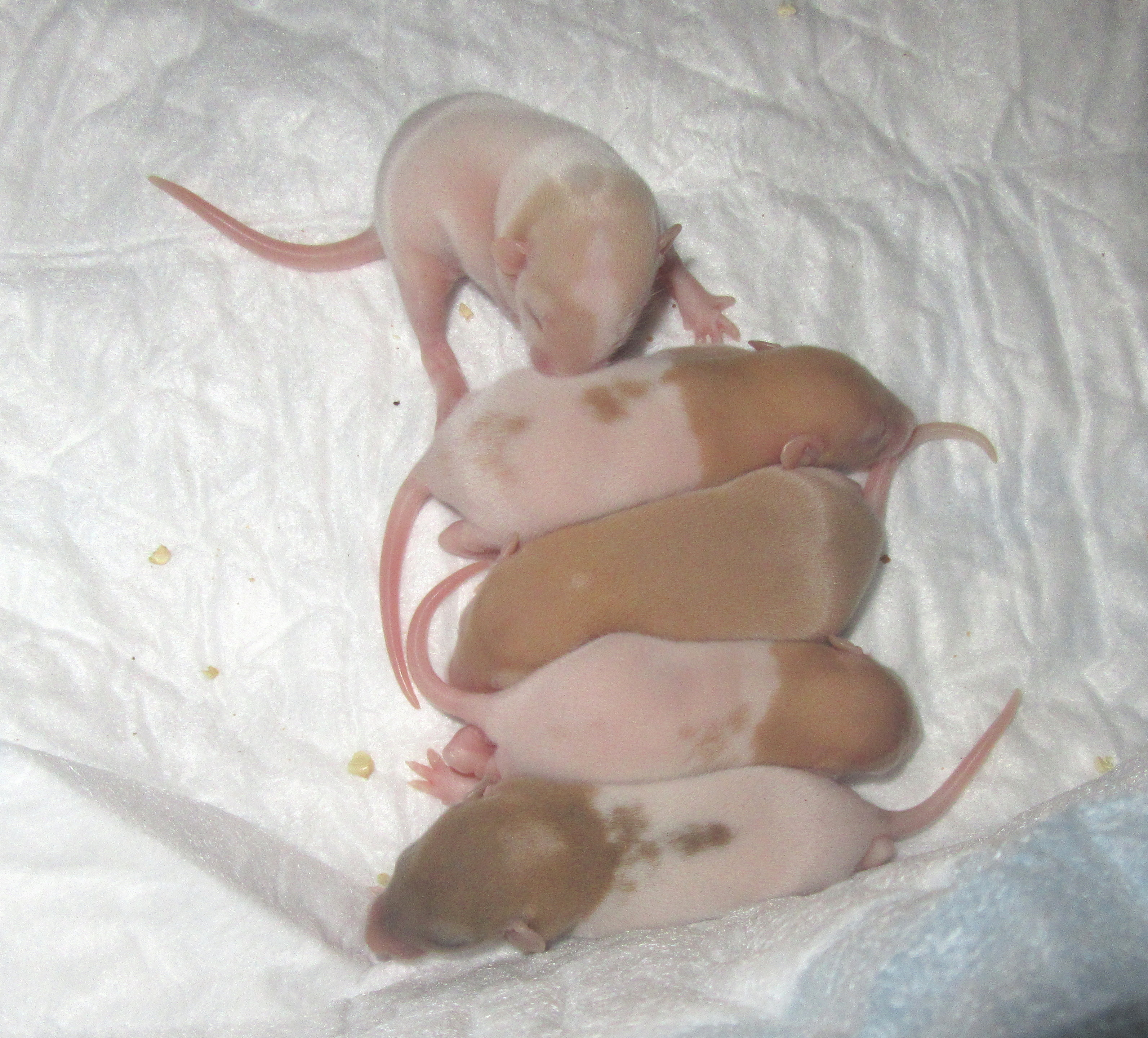 L4 девочки 01.jpg