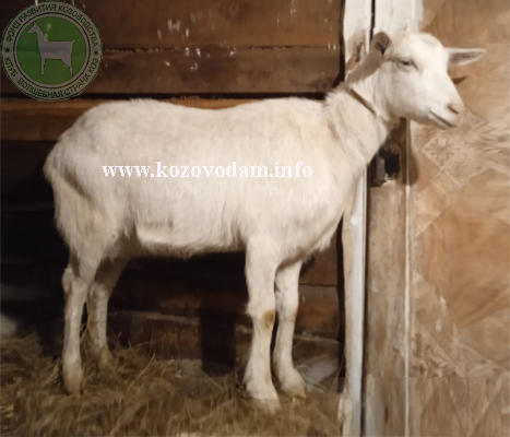 Герда 1 Tatiana Sharypova.jpg