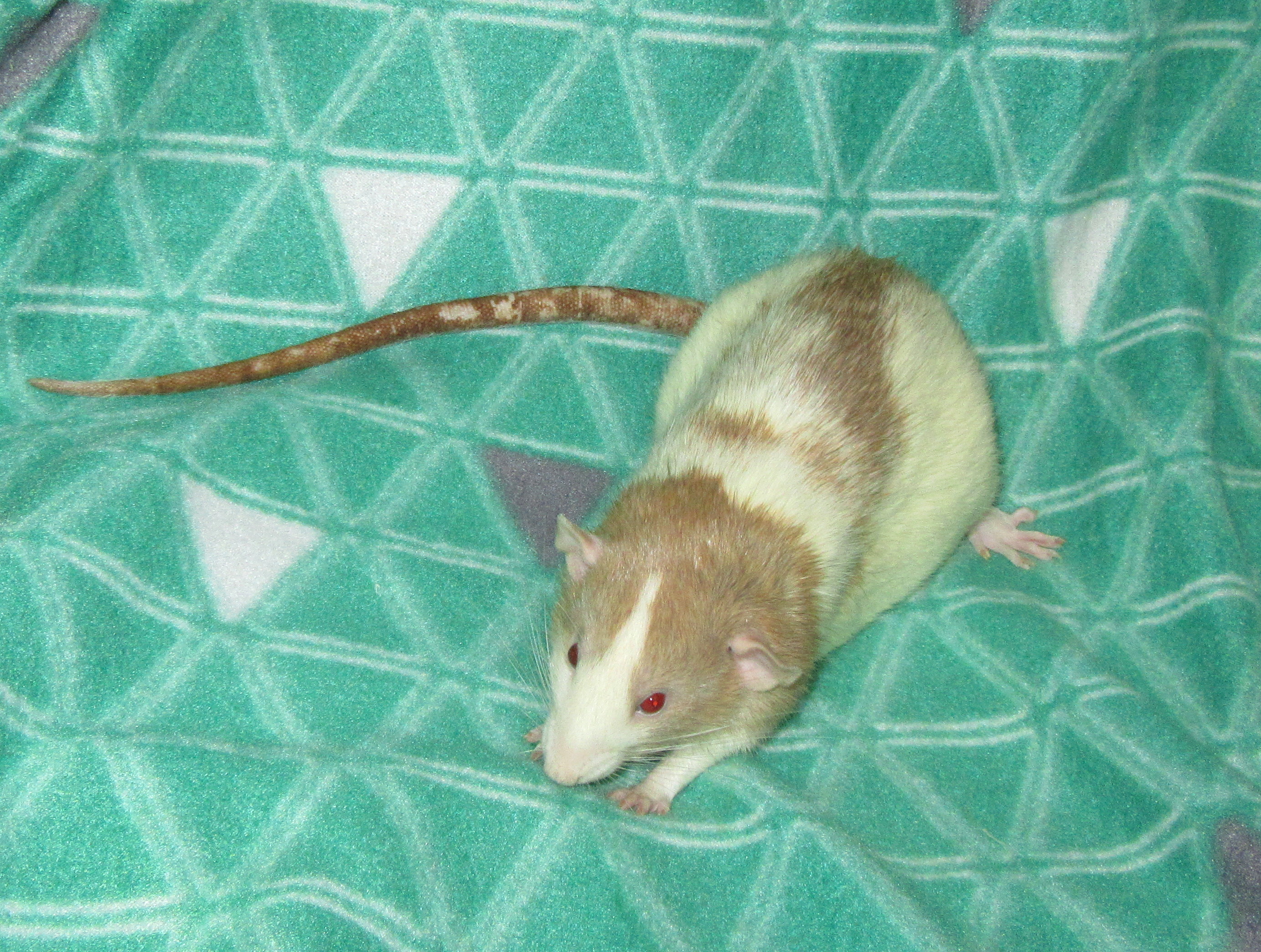 K4 Кензо 01.jpg