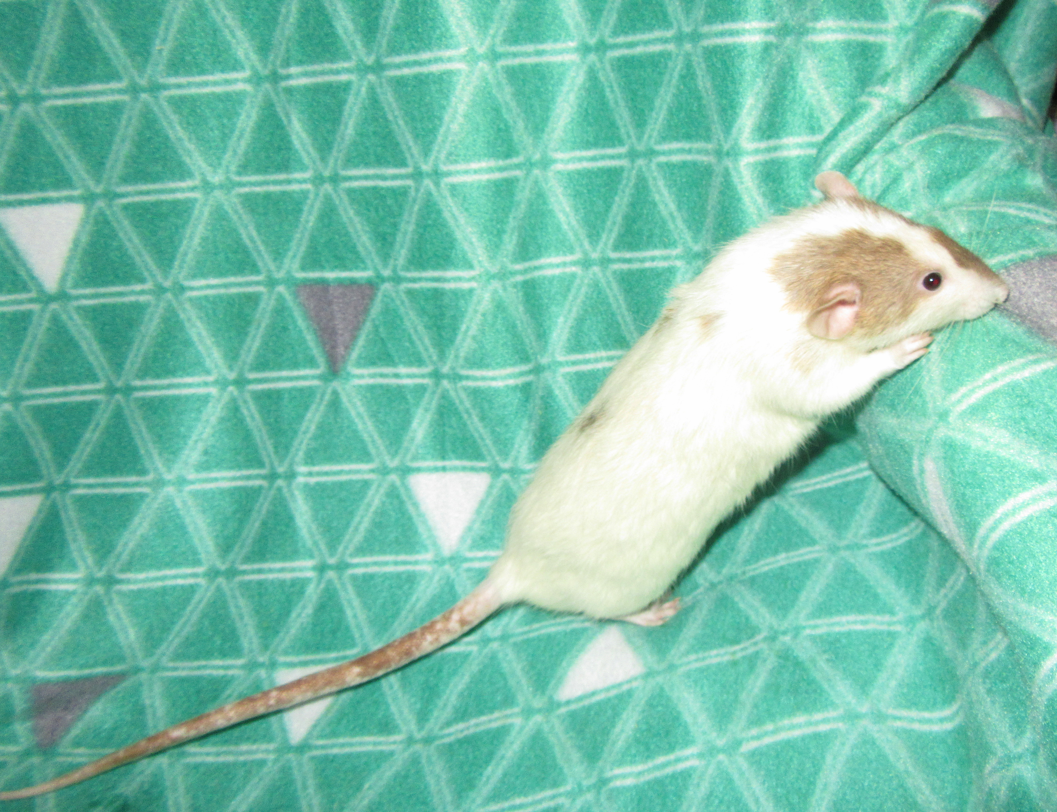 K4 Киану 03.jpg