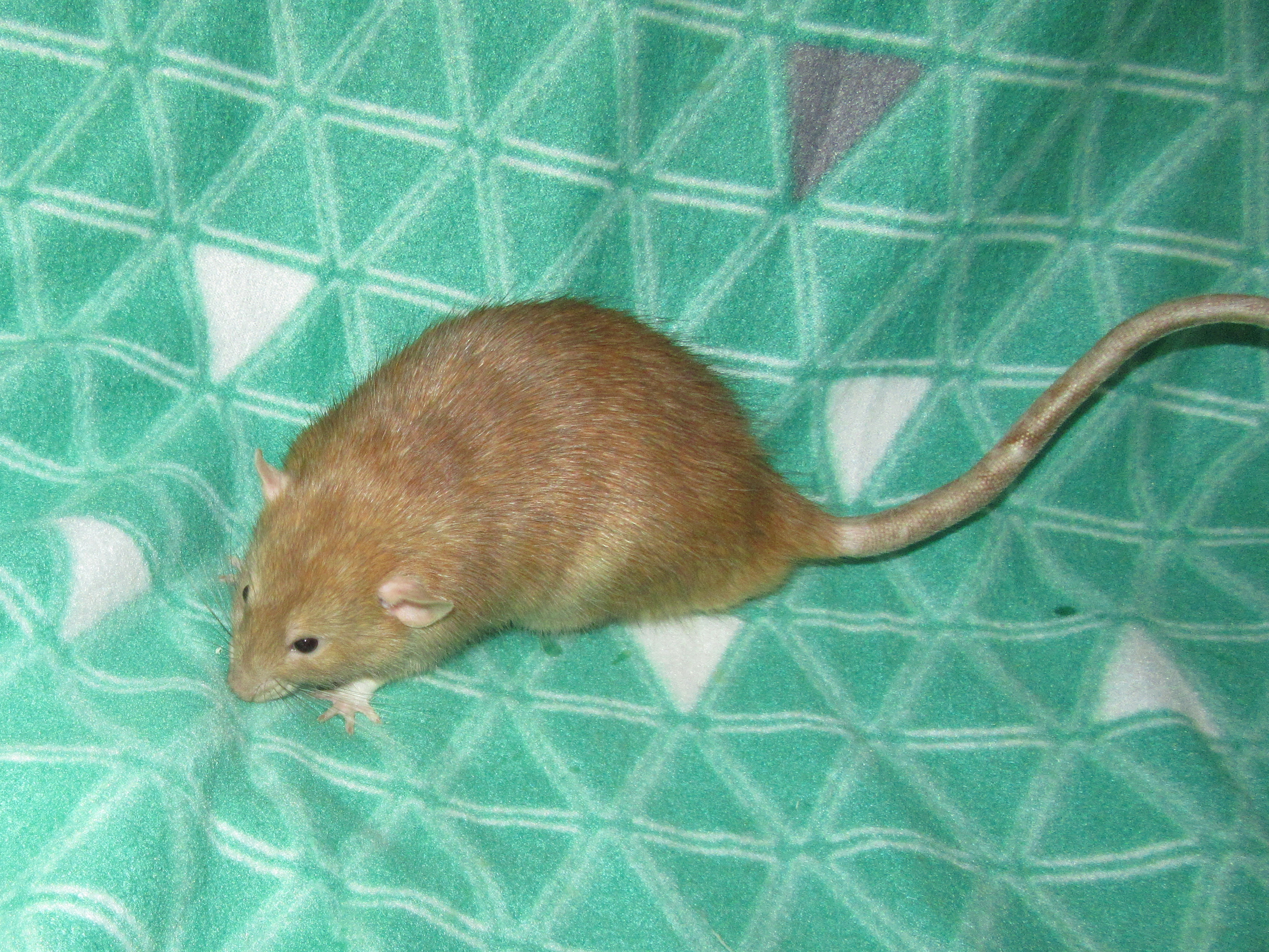 J4 Юрчик 02.jpg