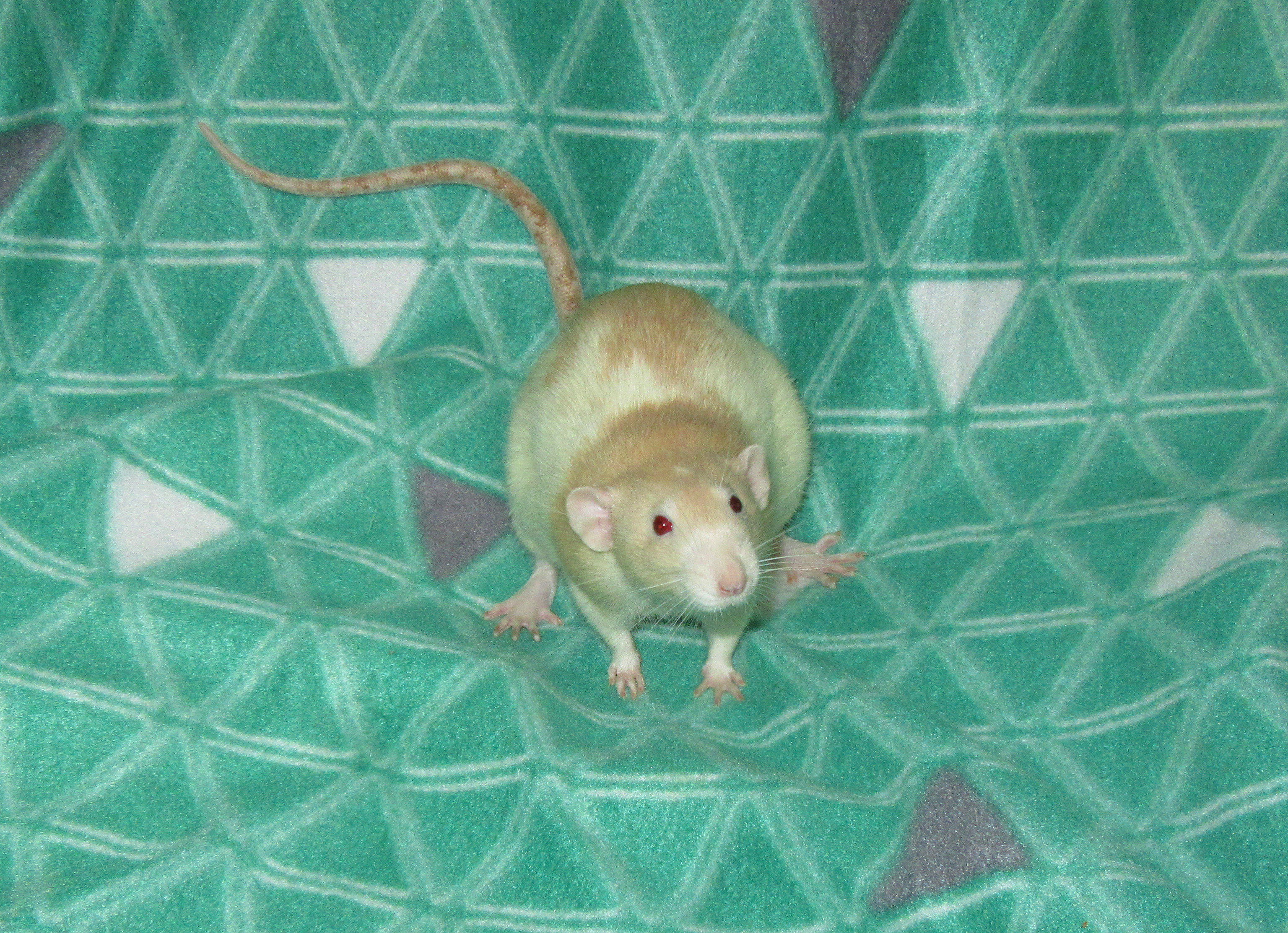 L4 Костя 01.jpg