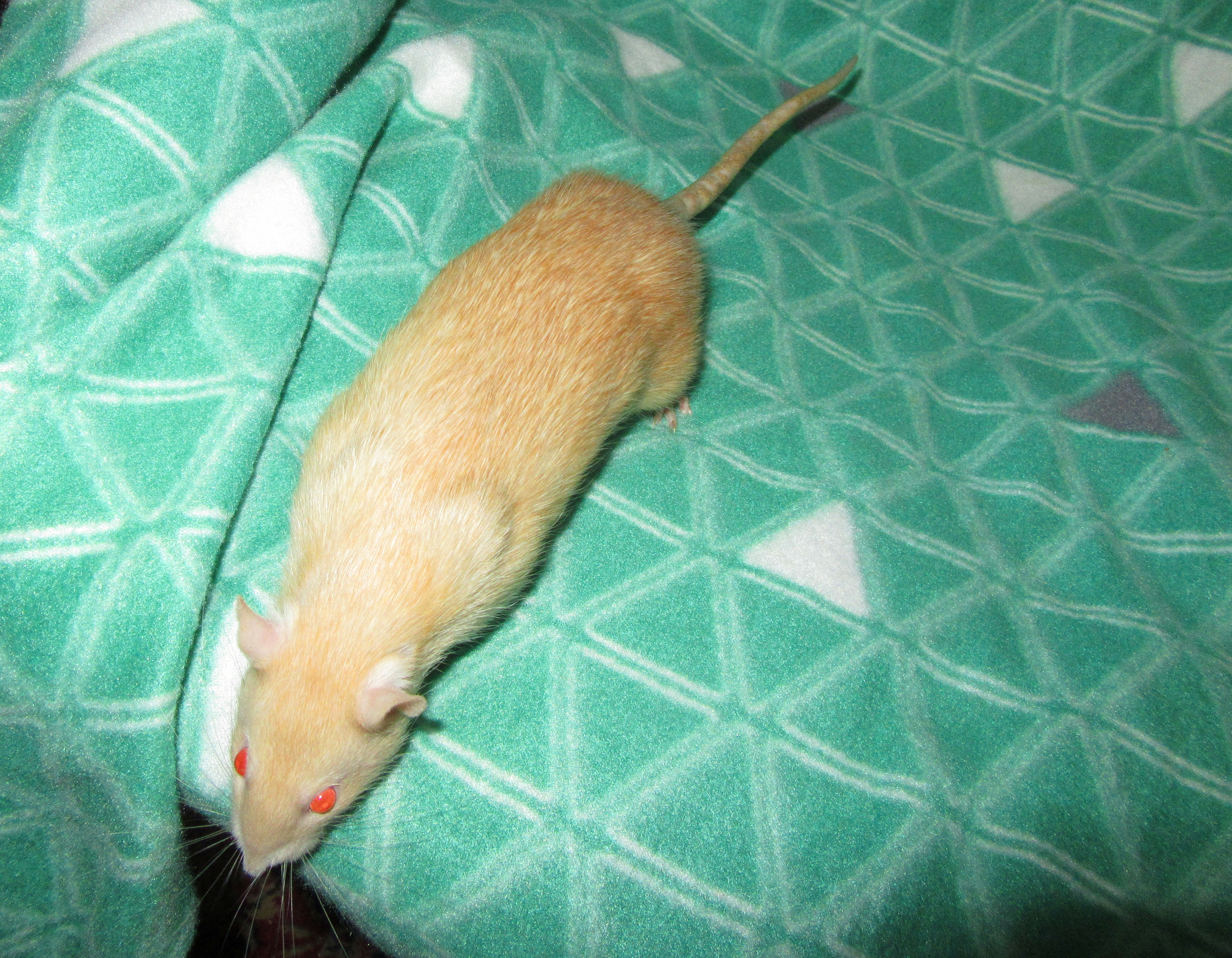 ШеффЛера 04.jpg