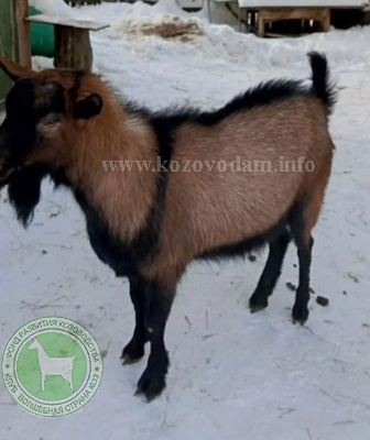 Вий 2 Виталий Г..jpg