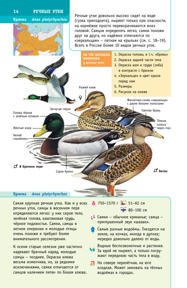 Мосалов А.А. - Птицы России (Лучший определитель) - 2021_pic15.jpg