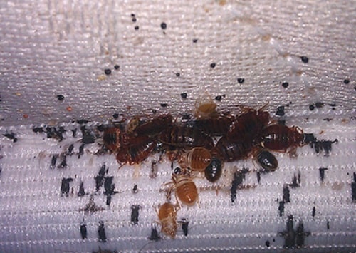 Укусы клопов на теле