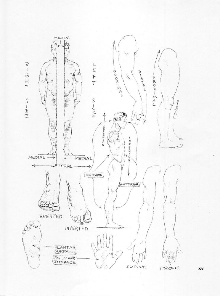 Stephen Rogers Peck - Atlas of Human Anatomy for the Artist - 1982_pic15.jpg