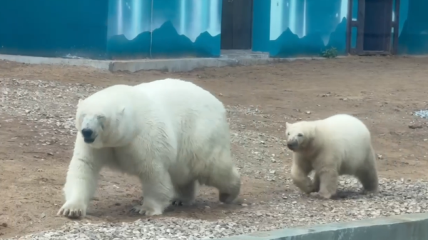 Инцидент с кормлением белых медведей в Пермском зоопарке