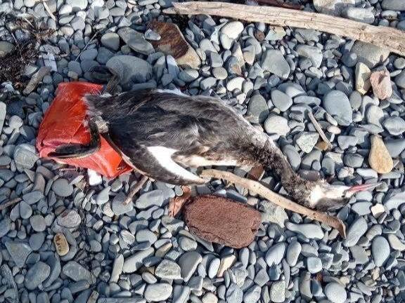 Активисты Анапы требуют наладить уборку павших животных с побережья